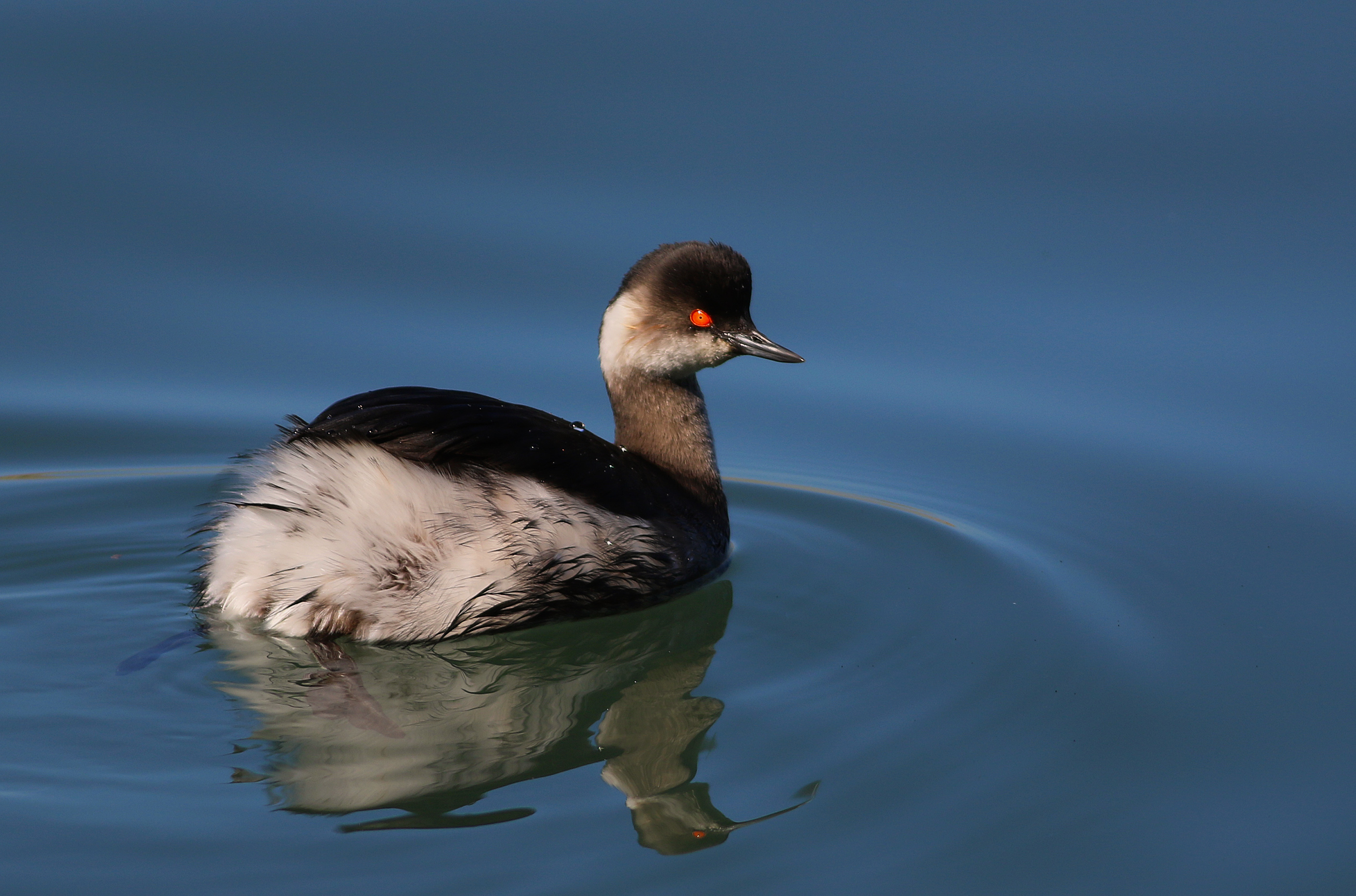 Eared Grebe